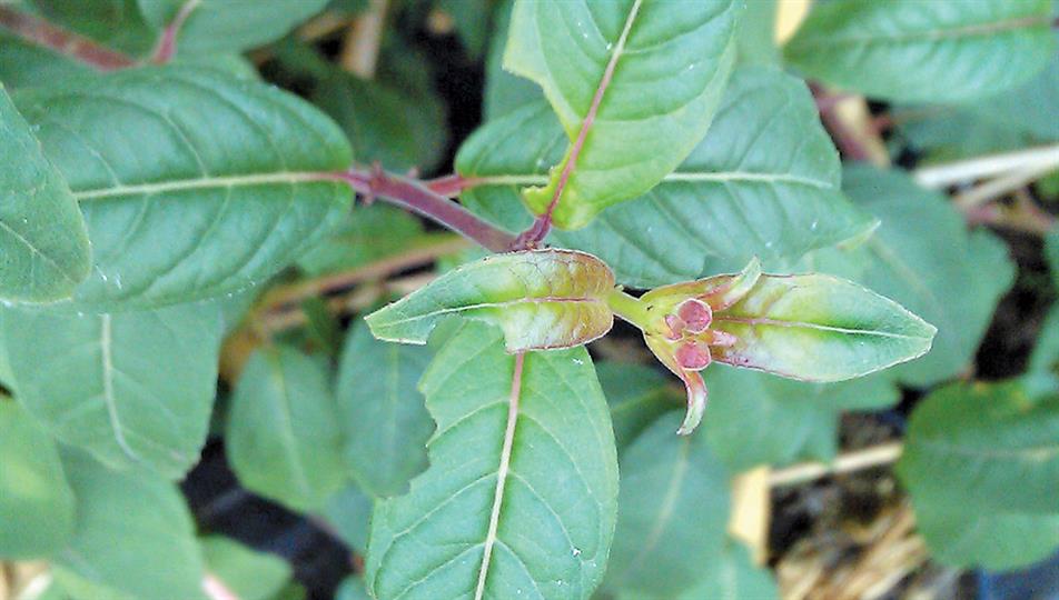 Vine weevil nothing on fuchsia - credit: Dove Associates